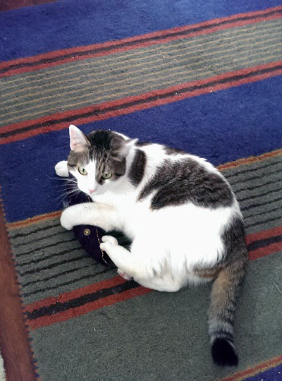 Initial field test of catnip toxomplasmosis toy